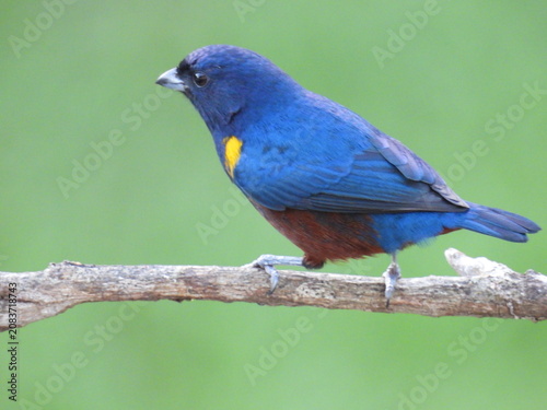 Fotografía Male chestnut-bellied euphonia Euphonia pectoralis perched on a bare branch