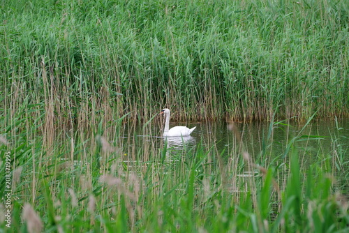 A swan swimming among the reeds of the Cybina River in spring
