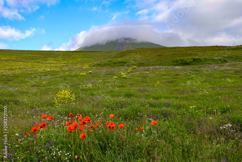Photos Beautiful landscape of a vibrant green alpine meadow filled with red poppies and wildflowers