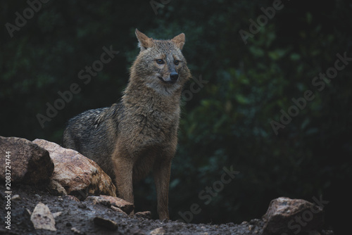 Golden Jackal standing on a rocky terrain in natural habitat
