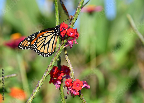 Monarch Feeding From Red False Vervain