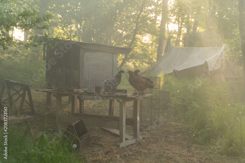 Foto Close up and medium shots of free-range chickens (brown and black hens) perched on a weathered wooden workbench outside a rustic chicken coop in a misty, sunlit rural garden during golden hour