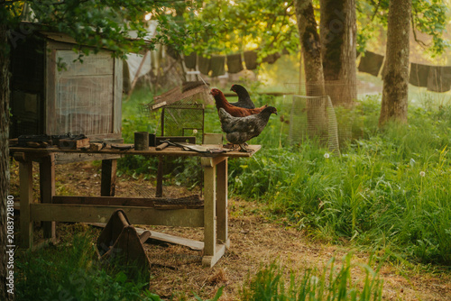 Obraz na plátne Wide shot of free-range chickens on a rustic outdoor workbench surrounded by lush green grass, with a laundry line and sunlit misty trees creating an authentic countryside atmosphere