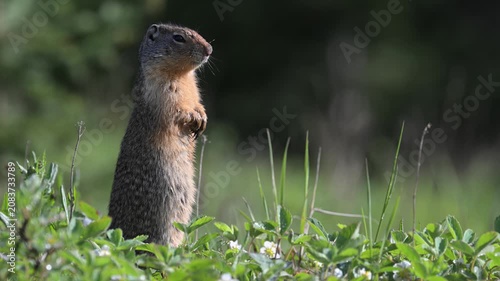 Columbian ground squirrel in the Canadian Rockies