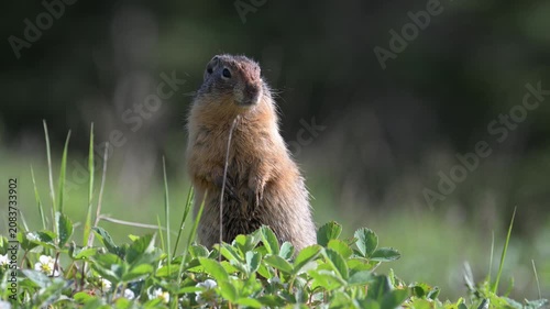 Columbian ground squirrel in the Canadian Rockies