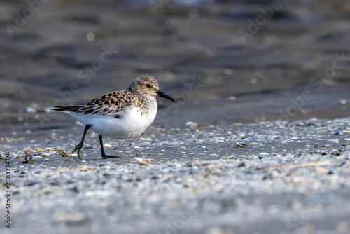 Photography Sanderling in breeding plumage on shells