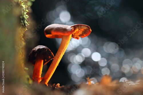 two small mushrooms