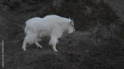 Mountain goats in the Canadian Rockies with full winter coats