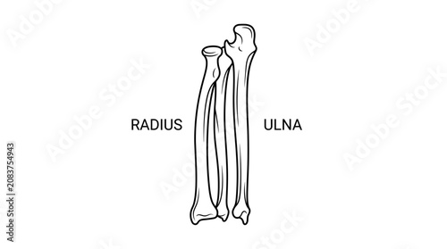 Tableau sur toile Human Forearm Bones: Radius and Ulna Anatomy Illustration