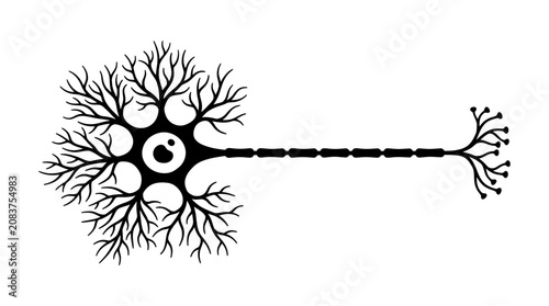 Neuron Cell Structure