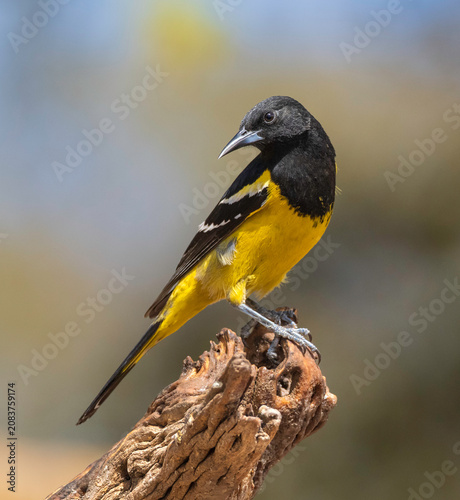 Obraz na płótnie Scott's Oriole Male in Arizona