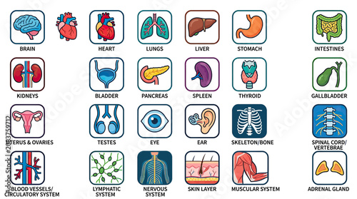 Foto Human Anatomy Icons: Organs, Systems, and Body Parts Collection