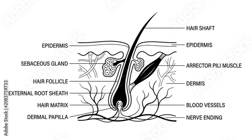 Принти на полотні Human Hair Follicle Anatomy Diagram - Cross Section with Labels