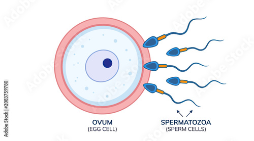 Fotografie Sperm Cells Fertilizing Egg Cell - Ovum and Spermatozoa Illustration