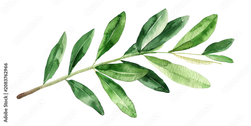 Obraz premium PNG Olive branch illustration watercolor leaf.