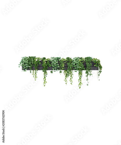 green grass isolated on white