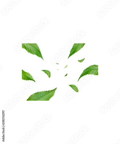 green leaves on white background