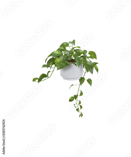 fresh oregano sprig