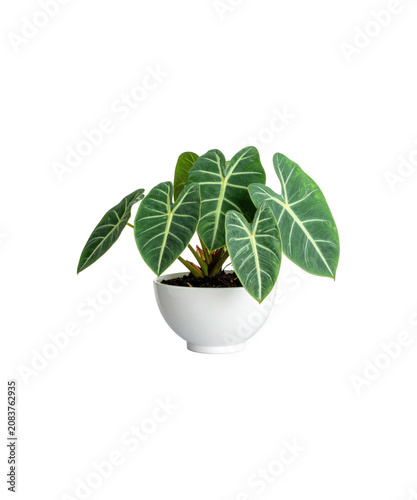 green plant in a pot