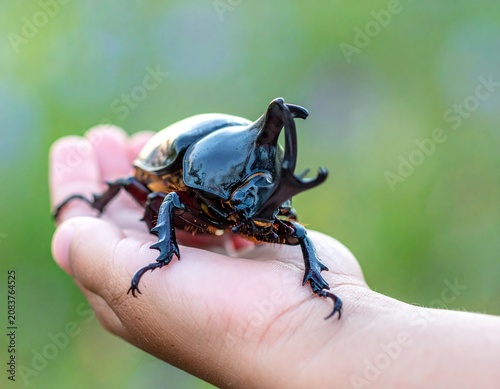 夏休みの思い出：子供の小さな手のひらを覆うほど大きくて立派なカブトムシ（オス）のドラマチックなマクロ素材