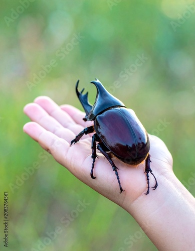 夏休みの思い出：子供の小さな手のひらを覆うほど大きくて立派なカブトムシ（オス）のドラマチックなマクロ素材