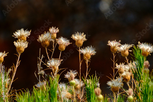 Εκτύπωση καμβά Detailed close up of dry wild thistles blooming in a green natural setting
