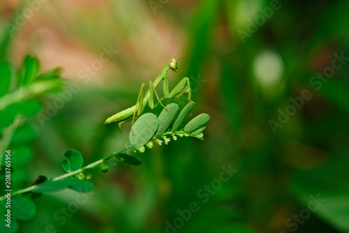 Fotografie Young Green Praying Mantis Resting on Wild Plant in Natural Habitat