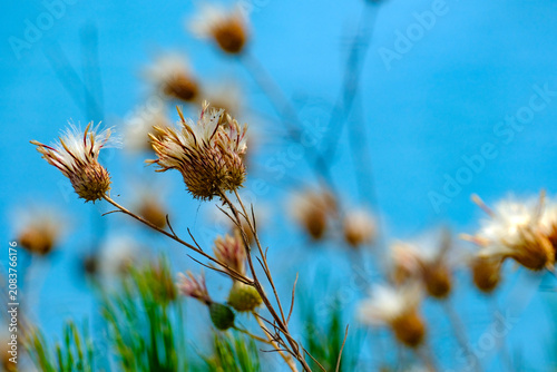 Canvastavla Group of fuzzy dried thistle flowers swaying gently under the blue sky