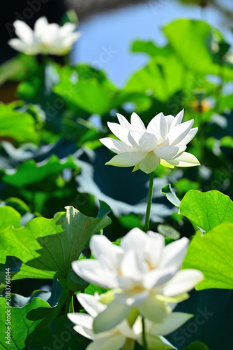 綺麗に咲いた蓮の花