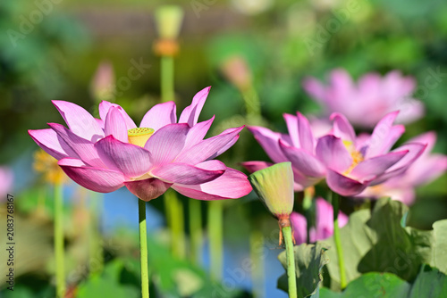 綺麗に咲いた蓮の花