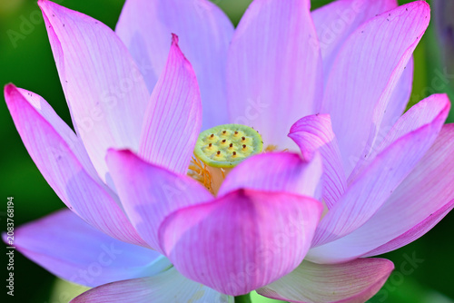 綺麗に咲いた蓮の花