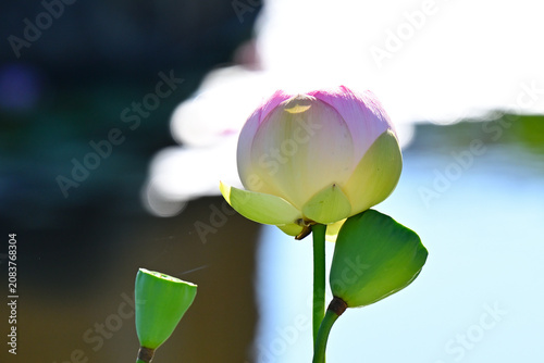綺麗に咲いた蓮の花