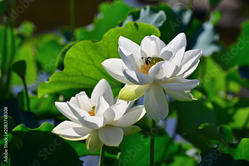 綺麗に咲いた蓮の花
