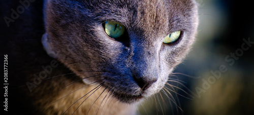 Принти на полотні Close up face portrait of a grey cat with piercing yellow eyes