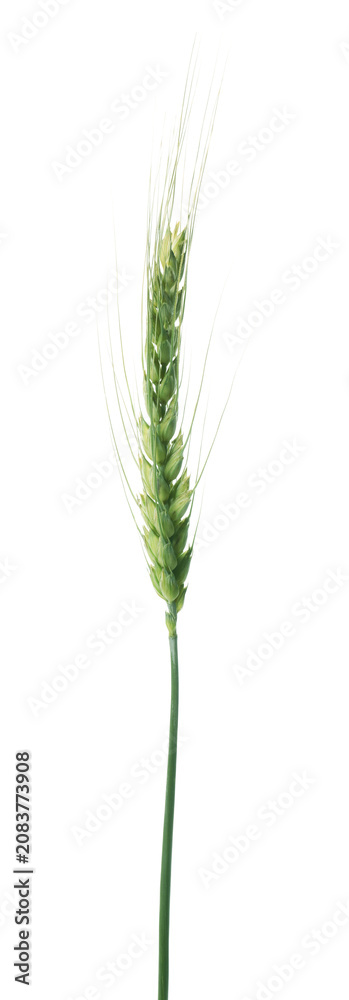 Fototapeta premium One green wheat spike isolated on white