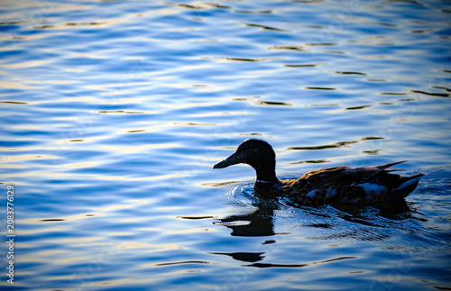 Canvas Print Brown duck gliding across a calm water surface at eye level