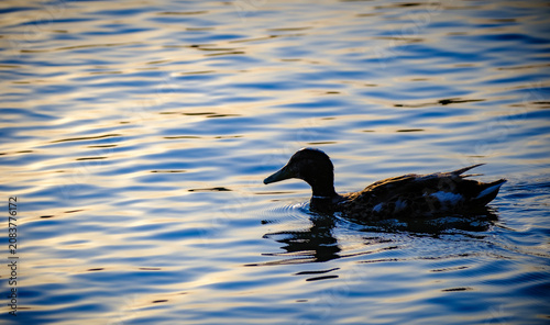 Foto Single waterbird moving through small ripples from a side profile