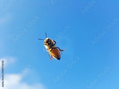 Close-up photograph of a honey bee flying against a clear blue sky background with ample copy space.