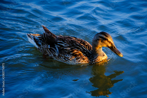 Foto Wild female mallard paddling on calm waves captured at eye level