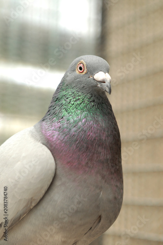 close up homing pigeon at home loft