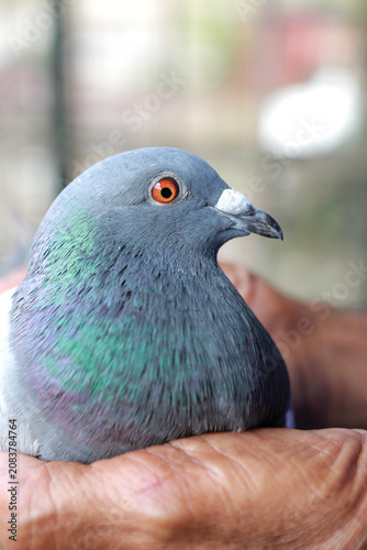 close up homing pigeon in human hand