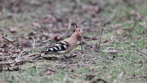Eurasian Hoopoe (Upupa epops) in Japan