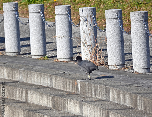階段で佇むオオバン