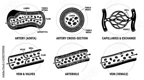Fotografía Human circulatory system diagram: artery, vein, capillaries, arteriole, venule