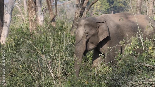 Indian elephant (Elephas maximus indicus) in Jim Corbett National Park,North India