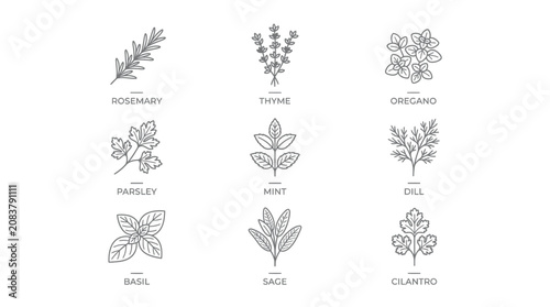 Herbs Collection Line Art Icons: Rosemary, Thyme, Oregano, Parsley, Mint, Dill, Basil, Sage, Cilantro