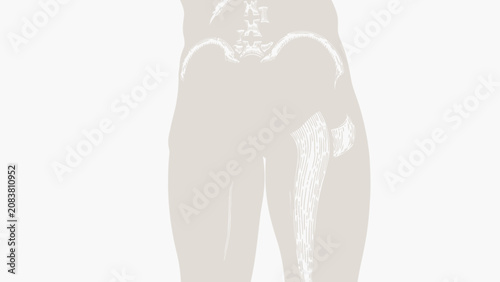 Photos Human Leg Anatomy Illustration Highlighting Femur Bone Fracture