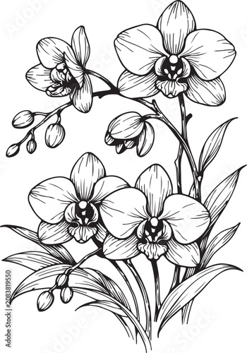 Orchid Flower Line Art Illustration