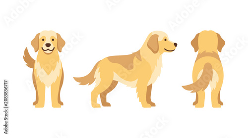Golden Retriever Dog Vector Character Set Showing Front Side and Back Views in Flat Illustration Style for Pet Care Design Projects