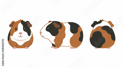Cute tricolor guinea pig character set showing front, side, and back views for pet animal illustration or sticker design on white background